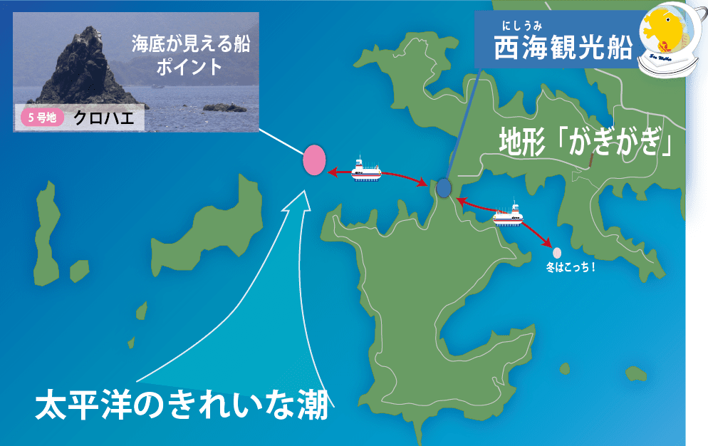 定期的に太平洋からの綺麗な水が流れてくる。そして、リアス式海岸の地形が、
様々な生き物にとって、良い生態環境を作り上げています。